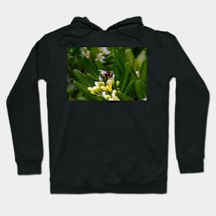 A Bee Gathering Nectar Hoodie